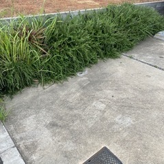 ローズマリーの画像