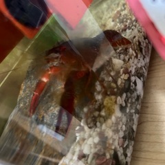 ザリガニの親の画像