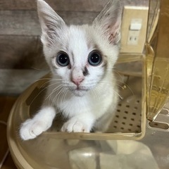 シャムミックス甘えん坊⌘面会可能