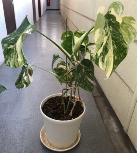 斑入りモンステラ　観葉植物　5点　ホワイトタイガー　ボルシギアナ　ハーフムーン