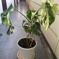 斑入りモンステラ　観葉植物　5点　ホワイトタイガー　ボルシギアナ　ハーフムーンの画像