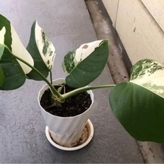斑入りモンステラ　観葉植物　5点　ホワイトタイガー　ボルシギアナ　ハーフムーンの画像