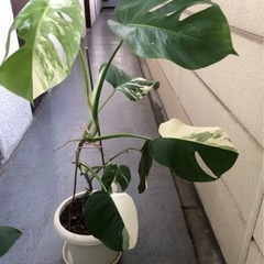 斑入りモンステラ　観葉植物　5点　ホワイトタイガー　ボルシギアナ　ハーフムーンの画像