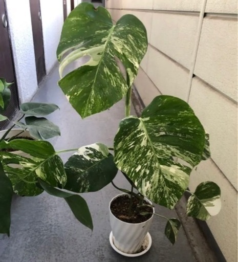 斑入りモンステラ　観葉植物　5点　ホワイトタイガー　ボルシギアナ　ハーフムーン