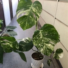 斑入りモンステラ　観葉植物　5点　ホワイトタイガー　ボルシギアナ　ハーフムーンの画像