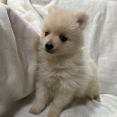 ポメラニアン　R5年7月7日生まれ特価で販売中　16万円