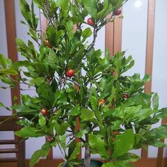 ★苗木★【分かる方へ】③
