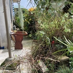 台風後のお庭の剪定および片付けと清掃 - 剪定/造園