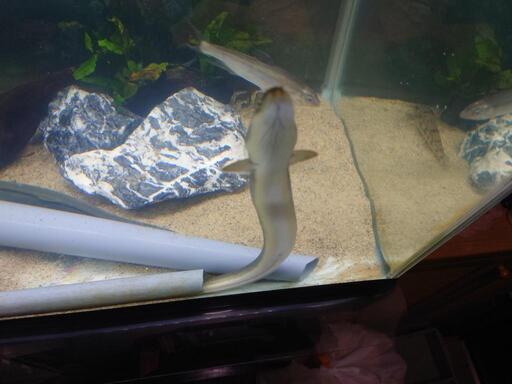 決定　うなぎ　70cm 2年半飼育しました。
