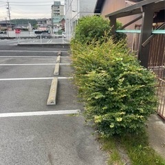 剪定でお困りではないでしょうか？
