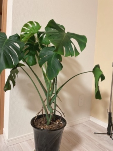 モンステラ観葉植物