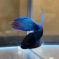 ベタ　⑧　☆ダブルテールフルムーン×フラッグテールの画像