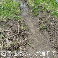 令和５年度産　つがるロマン　あります！の画像