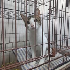 イケメンオス猫5ヶ月くらい