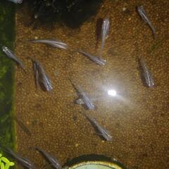 おすすめ！【サファイア】　若魚　7匹　めだか
