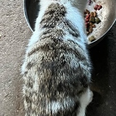 飼い主見つかりました