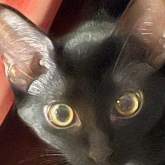黒猫🐈‍⬛♂