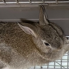 ネザーランドドワーフ