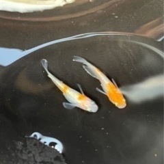 アマテラスkwfの画像