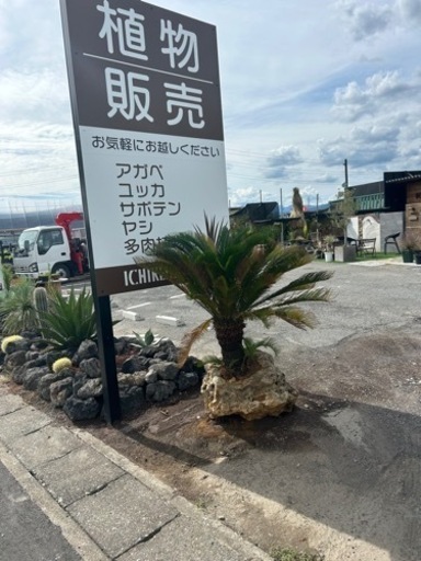 石抱き金環ソテツ??黄金蘇轍