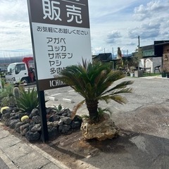 石抱き金環ソテツ😳😳黄金蘇轍