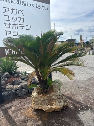 石抱き金環ソテツ??黄金蘇轍
