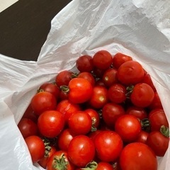 ミニトマト たくさん🍅