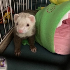 フェレット譲ります　