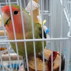 コザクラインコが逃げました(T＿T)