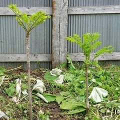 家の草刈りやります。(便利屋)