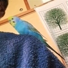 セキセイインコ レインボー｢そらちゃん｣の里親募集