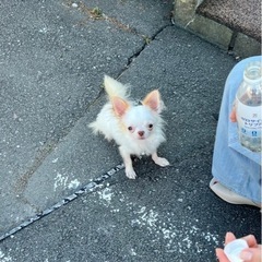 【募集一旦中止します。ご応募ありがとうございました。】チワワ一歳...