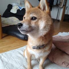 柴犬好きな方？！ - 仙台市