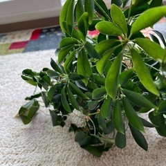 無印良品　観葉植物寄せ植え　ベンジャミン　カポックなどの画像