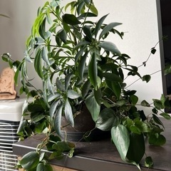 無印良品　観葉植物寄せ植え　ベンジャミン　カポックなどの画像