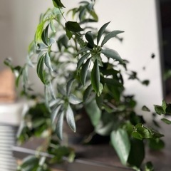 無印良品　観葉植物寄せ植え　ベンジャミン　カポックなどの画像