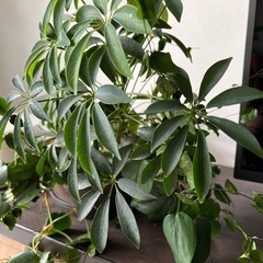 無印良品　観葉植物寄せ植え　ベンジャミン　カポックなど