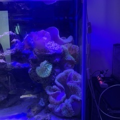 イボハタゴイソギンチャク　特大　海水魚