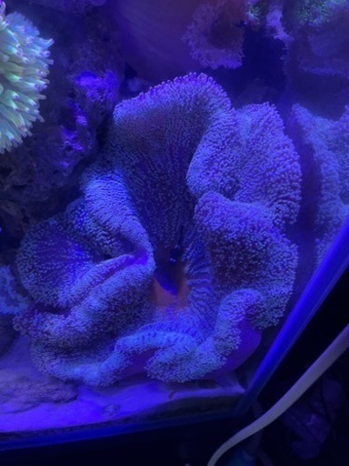 イボハタゴイソギンチャク　特大　海水魚