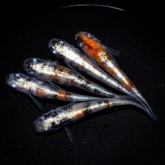 🙇日頃の感謝価格🙇極上メダカの稚魚40匹以上‼️