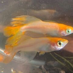 🙇日頃の感謝価格🙇極上メダカの稚魚40匹以上‼️の画像