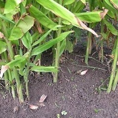 取引中)みょうがの根付き茎、根