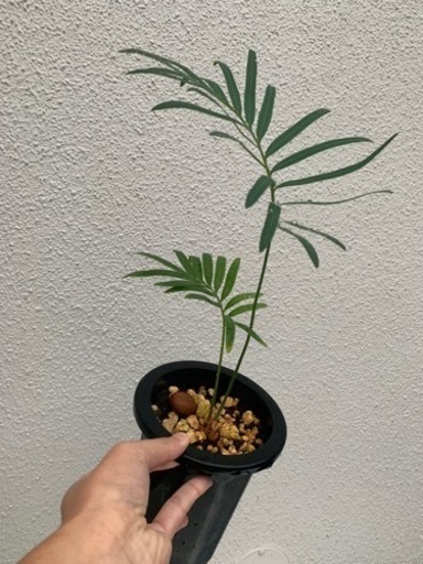 サイカス・タイシルバー　実生3年生