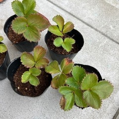 9月11日午前中まで　いちごの苗　決まりました。の画像