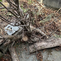 伐採した柿の木🌲丸太🪵