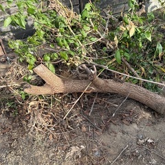 伐採した柿の木🌲丸太🪵の画像