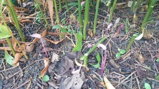 【植物学者御用達】《珍しい❗❗❗》ナンバンギセル  ナンバンギセル属  ◑欲しい人