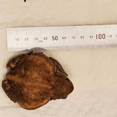 ミヤコヒキガエル　１０匹