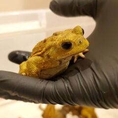 ミヤコヒキガエル　１０匹の画像