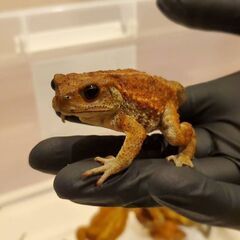 ミヤコヒキガエル　１０匹の画像